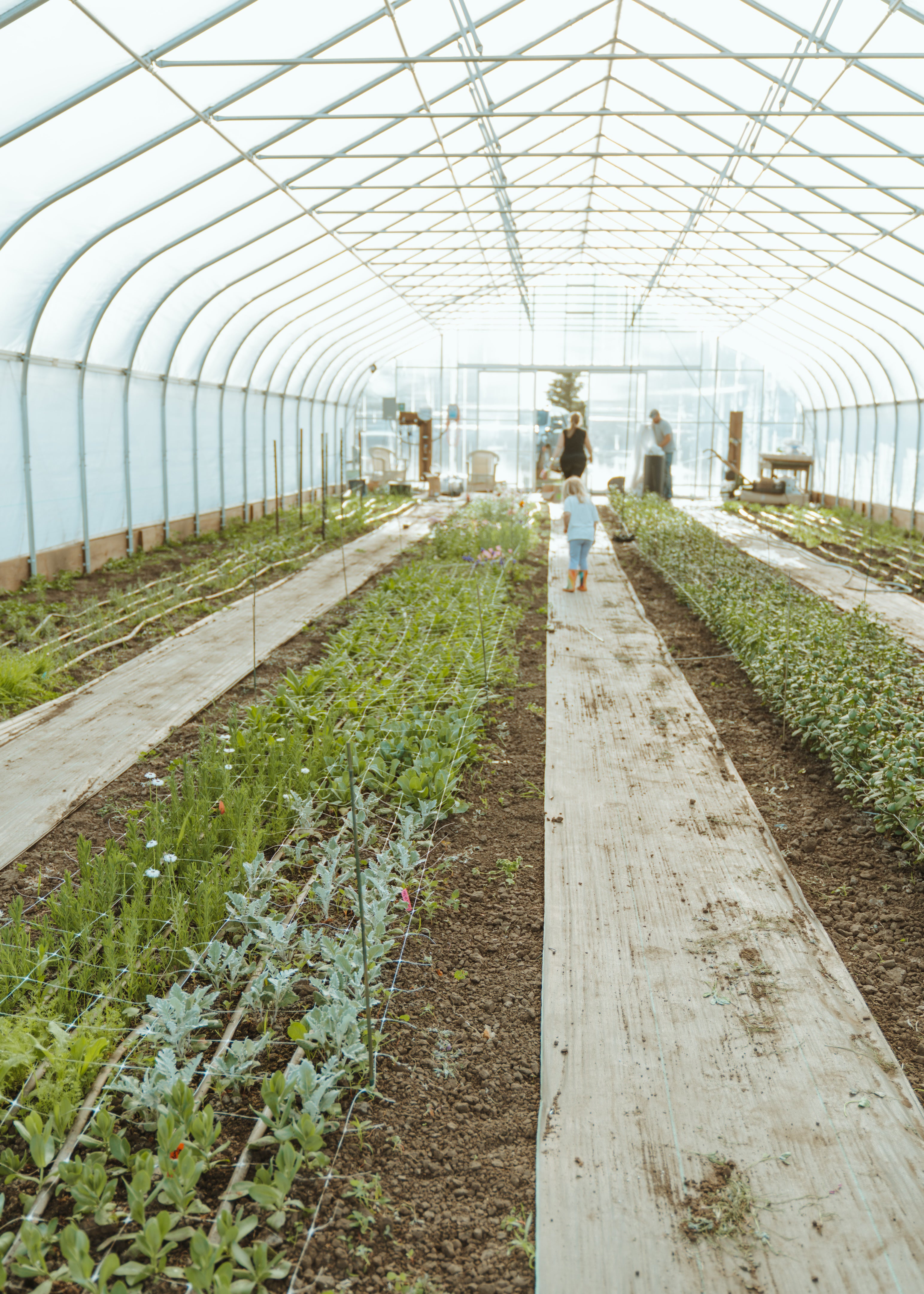 Beanstalk High Tunnel